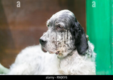 Birmingham, UK. 7 mars, 2019. Gundogs sont exposés au premier jour de Crufts 2019 qui se tiendra à l'NEC plus de quatre jours. Les chiens attendent patiemment de voir le show à l'anneau.Peter Lopeman/Alamy Live News Crédit : Peter Lopeman/Alamy Live News Banque D'Images