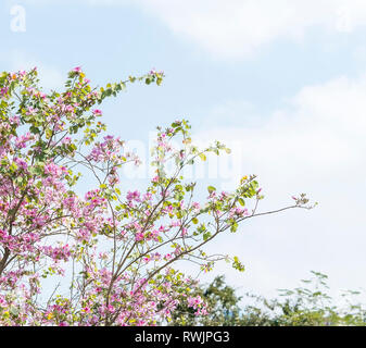 Fleurs roses Bauhinia. Au printemps en fleurs arbre orchidée Banque D'Images