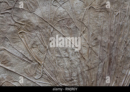 Mer fossilisé-lillies (Crinoidea) Banque D'Images