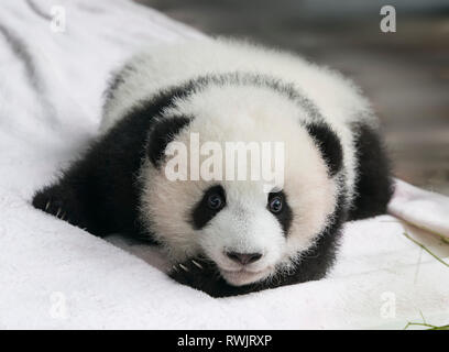 De bébé Panda Géant repose Banque D'Images