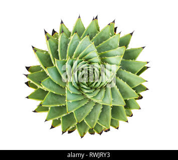 Aloe polyphylla Aloe spirale.isolé sur fond blanc Banque D'Images