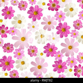 Floral background. fleurs roses isolé sur un fond blanc. Cosmea Banque D'Images