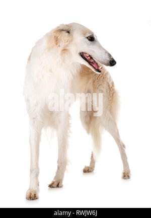 Barzoi blanc in front of white background Banque D'Images