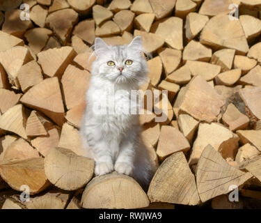 Cute young British Longhair chat chaton, noir-argent-spotted-tabby, assis sur une pile de grumes dans un jardin et curieusement à la Banque D'Images