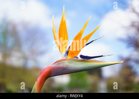 Oiseau du Paradis - Strelitzia flower, tourné sur l'île de Madère Banque D'Images