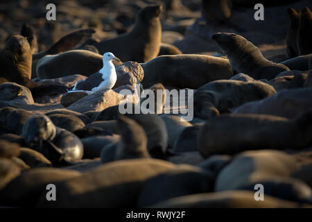 Une mouette promenades à travers la colonie de phoques de Cape Cross sur la côte des squelettes de la Namibie. Banque D'Images