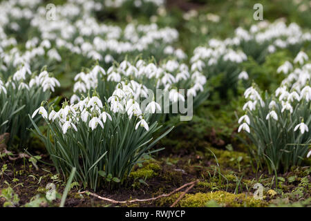 Gros plan sur une bosse de chutes de neige Galanthus floraison dans un jardin de printemps anglais, Royaume-Uni Banque D'Images