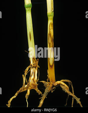 Ocellé, Ceratobasidium cereale (Rhizoctonia cerealis) lésions sur la base de la tige du blé Banque D'Images