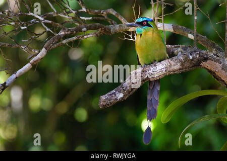 Blue-capped houtouc, bleu-Houtouc Momotus coeruliceps couronné , oiseau image prise au Panama Banque D'Images