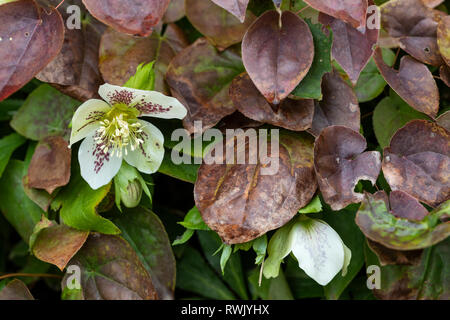 Gros plan d'un Helleborus à pois blancs qui perce des feuilles brunes dans un jardin anglais en février, au Royaume-Uni Banque D'Images