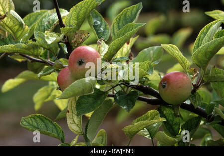 Une chlorose internervaire sur les feuilles d'Apple et dans les fruits, les symptômes de carence en fer dans un verger Banque D'Images