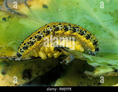 Guêpe parasitoïde Cotesia glomerata, cocons, développé à partir de la larve se nourrit de l'hôte papillon blanc du chou Pieris brassicae, Caterpillar. Banque D'Images