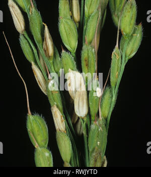 La brûlure de la gaine, Rhizoctonia solani, malades des lésions blanchie sur les céréales sur une oreille de riz, Luzon, Philippines Banque D'Images