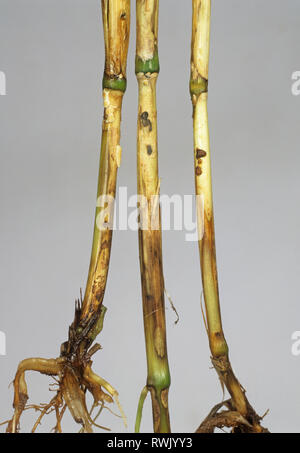 Ocellé, Ceratobasidium cereale, lésions sur la base de la tige du blé Banque D'Images