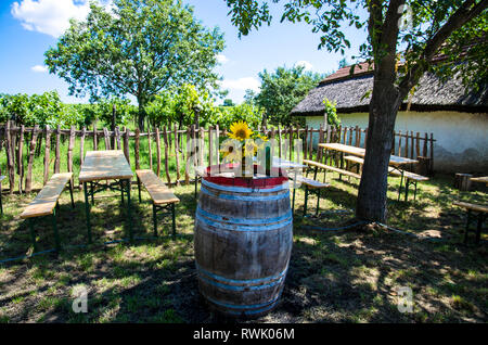 Bouquet de tournesols en arrière-plan vignoble vert Banque D'Images