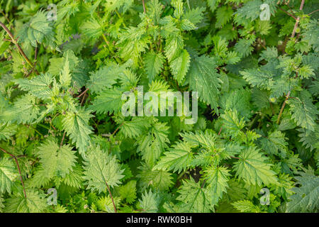 Urtica dioica, la grande ortie commune ou arrière-plan. Les orties fraîches au printemps, la médecine alternative, l'herb Banque D'Images