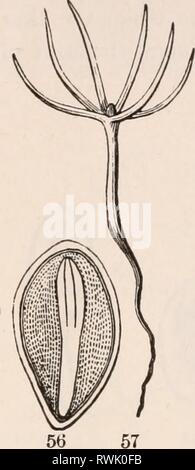 Les éléments de botanique pour les éléments de botanique pour les débutants et les écoles pour elementsofbotany00gray Année : 1887 24 plants. [SECTION 3 Banque D'Images