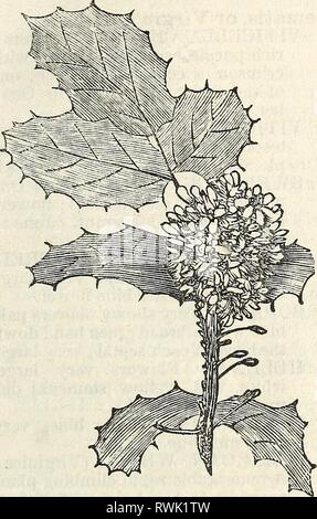 Ellwanger et Barry's catalogue descriptif Ellwanger et Barry's catalogue descriptif de hardy, arbres et arbustes d'ornement, roses, etc., etc., etc.1868ellwangerbarrysd moun Année : 1868 49 Ashberry, (mahonia.), enracinée (repens.) Un nain Espèce, comme dans le feuillage et les fleurs à la précédente. Ce sont, sans aucune exception, la plus belle des arbustes à feuilles persistantes qui résister à nos hivers. Ils fleurissent abondamment au printemps ; très tôt. MAHONIA. Fort, (Buxus.), nain (suffruticosa.) Le tri bien connu utilisé de délignage. 30c. par la cour. TREE FORT, commun. ' Gold striped feuilles. ' Feuilles à rayures d'argent. ' Banque D'Images