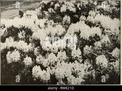 Ellwanger et Barry Mt Hope Ellwanger et Barry Mt Hope forestières ellwangerbarrymt1918moun Année : 1918 LA CLASSE III-A. floribunda Andromède des arbustes à feuilles persistantes. D. Une très jolie plante toujours verte, de nain, port compact, avec de riches à feuillage vert foncé et à fleurs blanc pur en grande abondance au printemps ; nécessite même traitement que le rhododendron. 13 in., 2,00 $ chacun. BUXUS. Fort Les espèces et variétés de l'arbre de dialogue sont belle pelouse d'arbustes ou de petits arbres, bien adaptée aux petits lieux. Ils s'épanouissent mieux lorsque partiellement ombragée. Dans ce climat qu'ils ont besoin de protection. B. sempervirens. Bo te Commox Banque D'Images