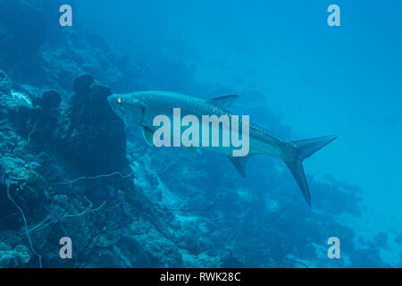 Un grand tarpon atlantique, qui donne un grand trophée de pêche, à la recherche de proies sur le récif frangeant tropical de l'île de Bonaire dans les Caraïbes Banque D'Images