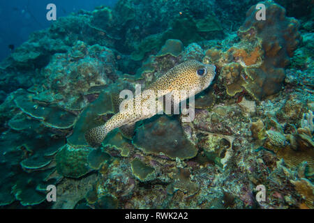 Un mignon de porc-dégonflé poissons nager sur le récif coloré de l'île de Bonaire dans les Caraïbes Banque D'Images