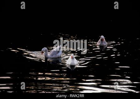 Trois oies - l'une blanche et deux gris - nager vers l'appareil photo en formation. C'est le soir et l'eau est sombre, contrastant avec les oies blanches Banque D'Images