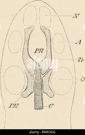 Éléments de l'anatomie comparative des éléments de l'anatomie comparée des vertébrés elementsofcompar00wied Année : 1886 le crâne. 57 a. Brain-Case (crâne). Les premiers rudiments cartilagineux apparaissent dans le tube du crâne membraneux d'abord sous la forme d'une paire de tiges, l'trabeculic cranii. Ces se trouvent le long de la base du cerveau, leur partie postérieure embrassant la notochorde et le}7 ainsi sont divisibles en prochordal (antérieur) et parachordal (postérieur) régions (Fig. 42, tr}. L'parachordal digestif peut s'étendre plus loin le long de la notocorde directement en arrière de la croissance trabecula ?, ou Banque D'Images