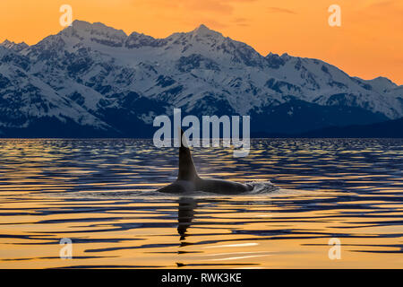 Une orque (Orcinus orca), également connu sous le nom de l'Orque, surfaces de Lynn Canal avec les montagnes Chilkat robuste à l'arrière-plan, le passage de l'intérieur Banque D'Images