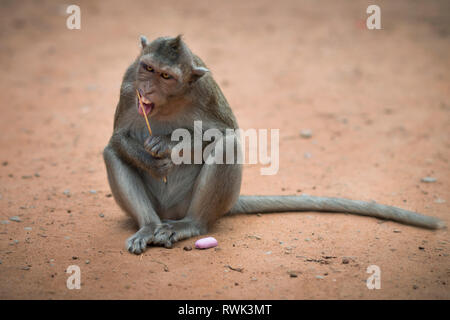 Singe macaque sauvage manger et de goûter une glace prises d'un touriste à Angkor Wat, au Cambodge Banque D'Images