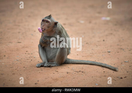 Singe macaque sauvage manger et de goûter une glace prises d'un touriste à Angkor Wat, au Cambodge Banque D'Images