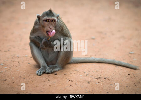 Singe macaque sauvage manger et de goûter une glace prises d'un touriste à Angkor Wat, au Cambodge Banque D'Images