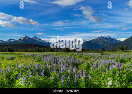 Vue panoramique de la baie Nootka lupin (Lupinus nootkatensis) wildflowers et Mendenhall Towers, le sud-est de l'Alaska ; Alaska, États-Unis d'Amérique Banque D'Images