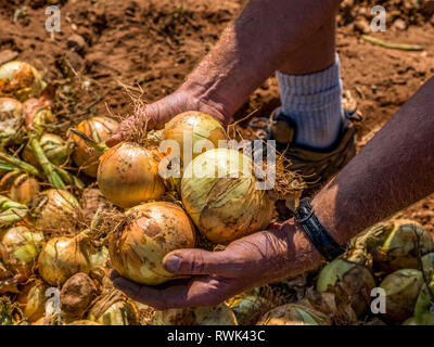 Farmer's hands holding oignons récoltés ; Prince Edward Island, Canada Banque D'Images
