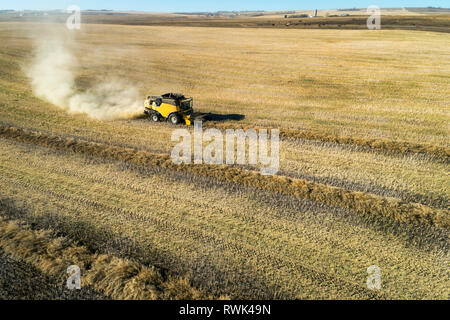 Combiner la récolte de canola coupe lignes avec ciel bleu, à l'ouest de Beiseker ; Alberta, Canada Banque D'Images