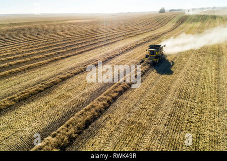 Combiner la récolte de canola coupe lignes avec ciel bleu, à l'ouest de Beiseker ; Alberta, Canada Banque D'Images