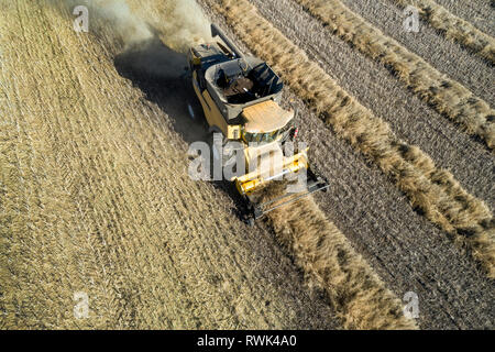 Vue aérienne d'une des rangées de combiner la récolte de canola de l'Ouest, de Beiseker ; Alberta, Canada Banque D'Images