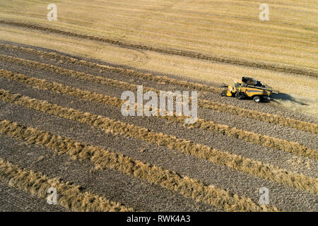 Vue aérienne d'une des rangées de combiner la récolte de canola de l'Ouest, de Beiseker ; Alberta, Canada Banque D'Images