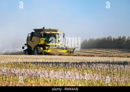Combiner la récolte de canola coupe lignes avec ciel bleu, à l'ouest de Beiseker ; Alberta, Canada Banque D'Images