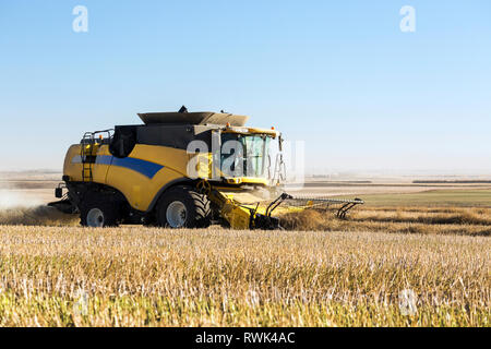 Combiner la récolte de canola coupe lignes avec ciel bleu, à l'ouest de Beiseker ; Alberta, Canada Banque D'Images