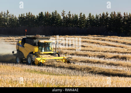 Combiner la récolte de canola coupe lignes avec ciel bleu, à l'ouest de Beiseker ; Alberta, Canada Banque D'Images