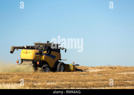 Combiner la récolte de canola coupe lignes avec ciel bleu, à l'ouest de Beiseker ; Alberta, Canada Banque D'Images