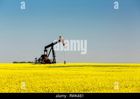 Pumpjack floraison dans un champ de canola avec ciel bleu, Acme, Alberta, Canada Banque D'Images