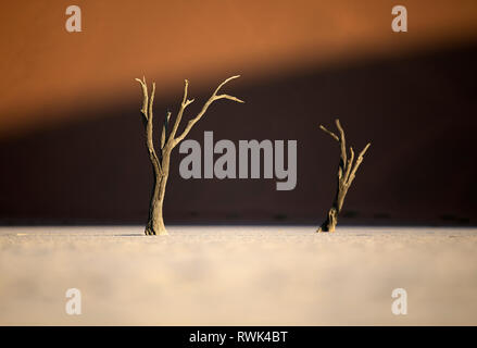 Deadvlei arbres dans la dernière lumière de l'après-midi. Banque D'Images