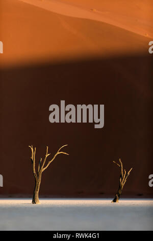 Deadvlei arbres dans la dernière lumière de l'après-midi. Banque D'Images