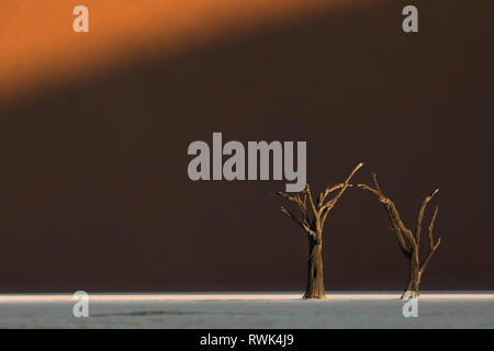 Deadvlei arbres dans la dernière lumière de l'après-midi. Banque D'Images