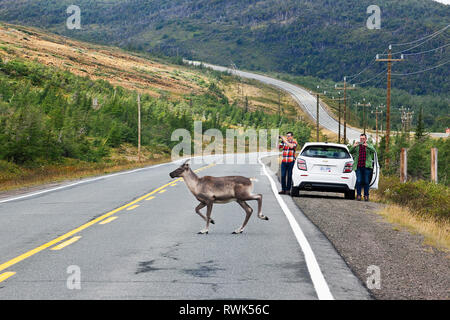 Les touristes se sont arrêtés sur une autoroute en prenant des photos d'un caribou traversant derrière leur voiture garée. Route 431, The Tablelands, parc national du gros-Morne, Terre-Neuve, Canada Banque D'Images