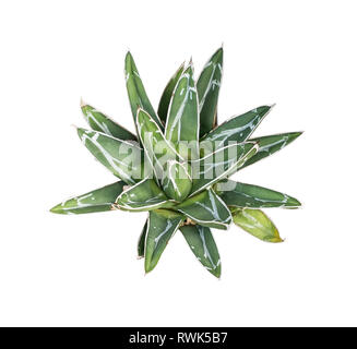 Agave plante succulente isolé sur blanc feuilles fraîcheur avec thorn de la reine victoria siècle agave Banque D'Images