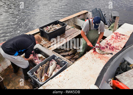 Les pêcheurs artisanaux et aide l'éviscération de la morue fraîchement pêchés dans la région de Trout River, Newfoundland, Canada Banque D'Images