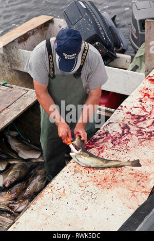 Les pêcheurs artisanaux dans son bateau l'éviscération de morue fraîchement pêché dans Trout River, Terre-Neuve, Canada Banque D'Images