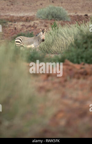 Zebra à Palmwag Concession, la Namibie. Banque D'Images